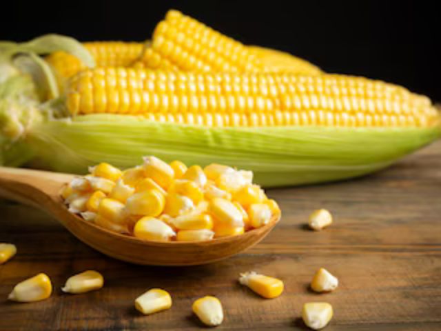 Export Quality Maize